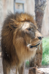 Close-Up View of Male African Lion Head with Dark Mane and Intensely Focused Gaze © Abulail