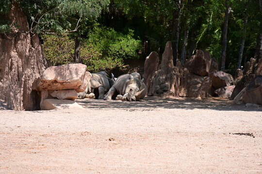 white rhinoceros resting with cattle egrets in zoo, white rhinoceros resting on sandy ground with cattle egrets nearby in a modern zoo habitat. endangered african wildlife, conservation and animal beh