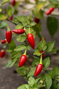 Fresh red chili peppers hanging on the plant in a garden