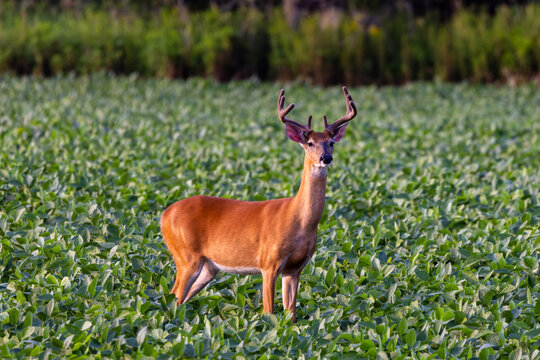 Whitetail buck with velvet antlers standing in soybean field