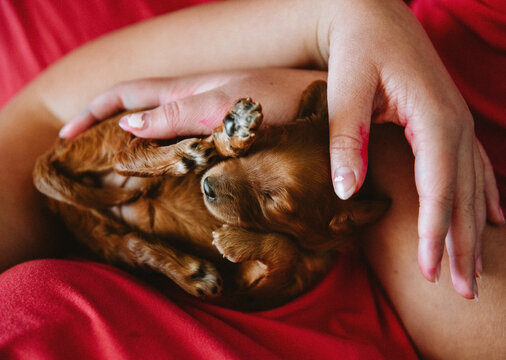 Newborn Puppy Resting in Child's Hands