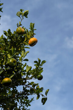 Citrus fruits hanging on a tree branch against a blue sky
