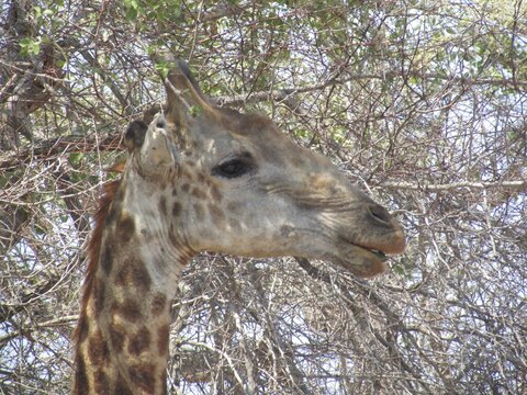 Retrato lateral de girafa entre &aacute;rvores e vegeta&ccedil;&atilde;o em ambiente natural, destacando cabe&ccedil;a, pesco&ccedil;o e pelagem caracter&iacute;stica do animal selvagem em habitat africano.