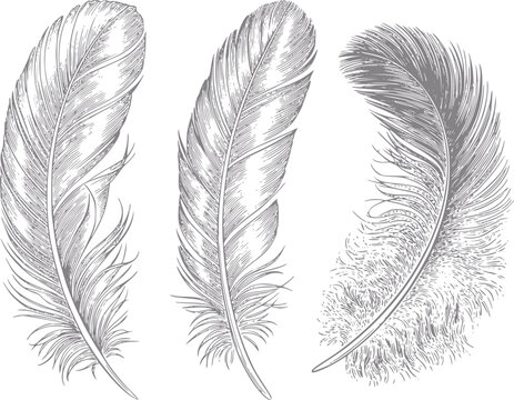 Un conjunto de tres plumas de ave detalladas de estilo vintage dibujadas a mano aisladas sobre un fondo blanco liso.