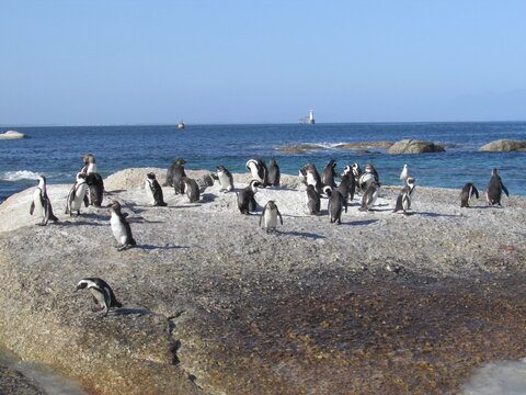 Col&ocirc;nia de pinguins reunida em praia rochosa diante do oceano, com aves caminhando e descansando junto &agrave; &aacute;gua, em ambiente costeiro natural que destaca fauna marinha, vida selvagem e diversidade.