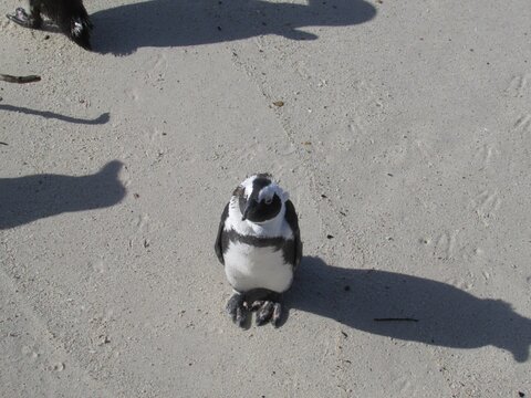 Pinguim em p&eacute; sobre areia clara, olhando para a c&acirc;mera e projetando longa sombra, destacando comportamento animal, fauna costeira e vida selvagem.