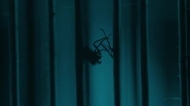Fly body fractures in half as repeated sparks zap and electrify it inside a teal ultraviolet insect killer, revealing destructive electric force and pest elimination