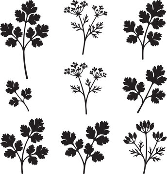 Coriander and parsley leaf silhouettes, set of 9 botanical herb vector icons, black cilantro sprig illustrations for culinary design