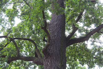 Obraz premium green tree trunk, flora, tree in the forest