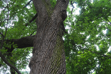 Fototapeta premium green oak tree, oak bark, green tree trunk texture, natural background