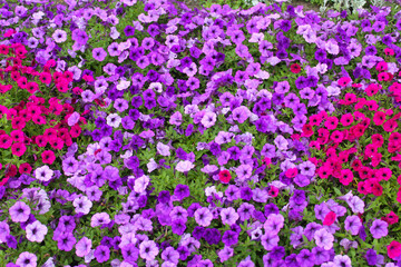 Fototapeta premium natural floral background, Colorful petunia flowers bloom on the city streets