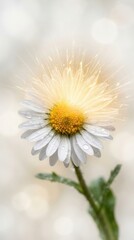 Fototapeta premium Single daisy flower with glowing light effect