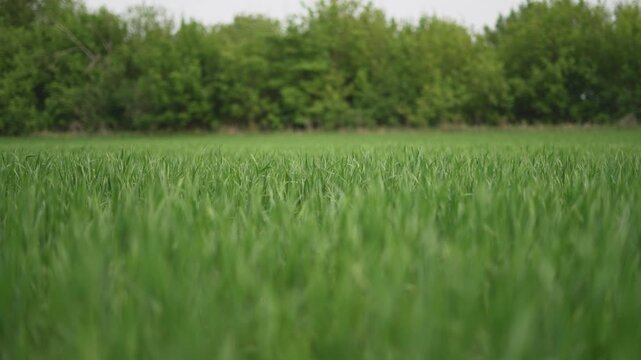 Green agriculture thrives in nature field landscape. green fields epitome of sustainable agriculture. Nature bounty green agriculture flourishing expansive fields. Agriculture harmonized with nature.