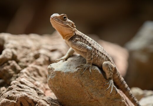 agama on the rock
