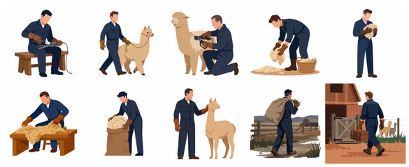 Set of alpaca shearing process illustrations, farmer harvesting wool fleece from llama on farm, animal husbandry vector collection © Indrawatti