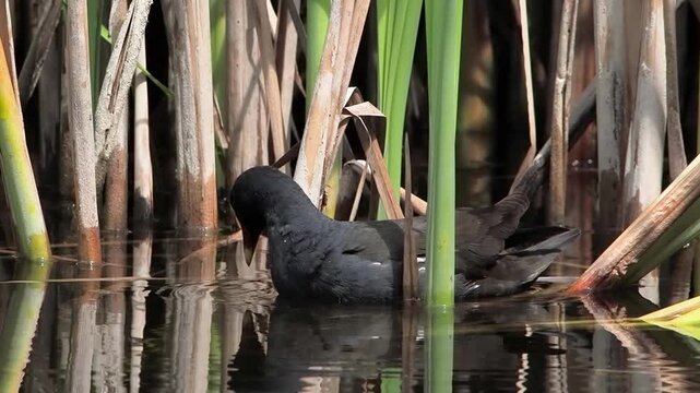 A common moorhen in the water among green reeds. slow motion