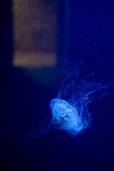 Purple striped Jellyfish. Medusa in the neon light in Aquarium © Nikolay