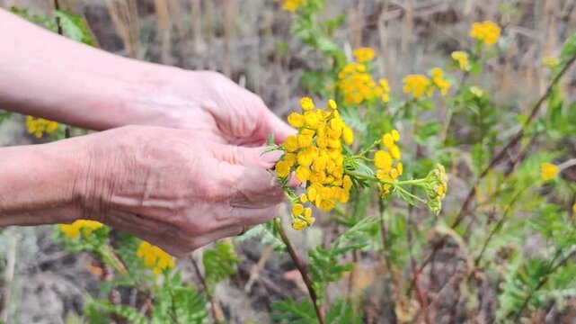 Hands gather medicinal tansy during summer bloom for herbal wellness and natural remedies. Medicinal Herb supports traditional herbal practice. Medicinal Herb reflects careful seasonal harvesting.