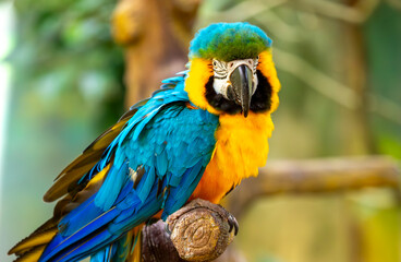 Naklejka premium Close-up of a blue and yellow macaw parrot. The background is blurred with tree foliage, highlighting the birds' vibrant colors.