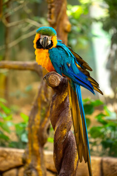 Close-up of a blue and yellow macaw parrot. The background is blurred with tree foliage, highlighting the birds' vibrant colors.