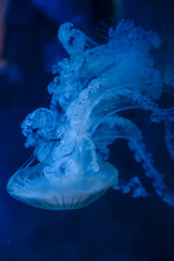 Purple striped Jellyfish. Medusa in the neon light in Aquarium © Nikolay