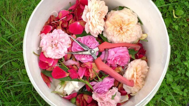 Gardener prunes with pruner shears withered rose buds in summer garden. Old pruned roses and secateurs into bucket of flowers. English bush rose. Flower care
