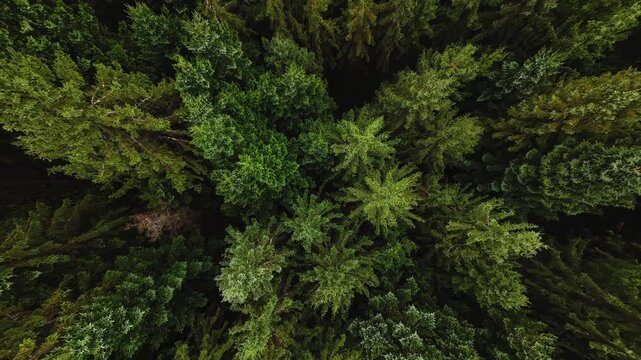 Top Down Aerial View of Dense Evergreen Pine Tree Forest Canopy