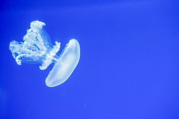 Purple striped Jellyfish. Medusa in the neon light in Aquarium © Nikolay