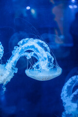 Purple striped Jellyfish. Medusa in the neon light in Aquarium © Nikolay