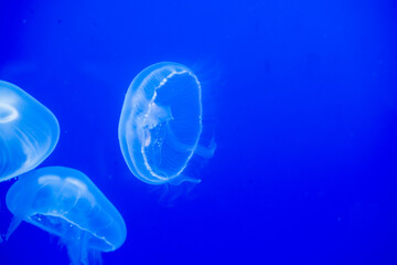 Purple striped Jellyfish. Medusa in the neon light in Aquarium © Nikolay