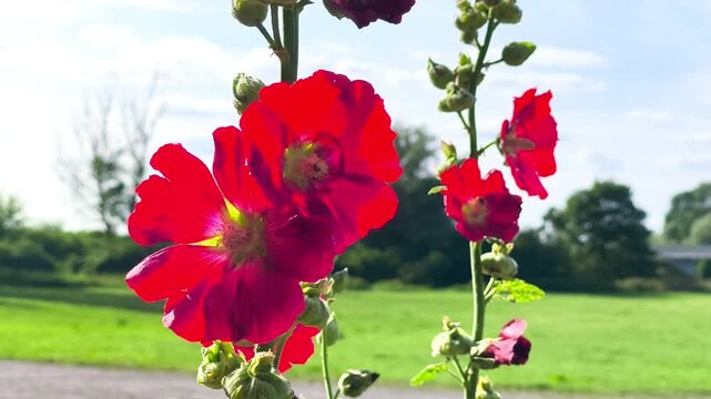 Vibrant Red Hollyhock Flowers Blooming in Field on Sunny Day