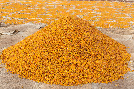 Pile of dates at Field in Shikar Pur, Sindh, Pakistan