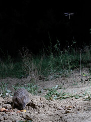European Hedgehog (Erinaceus europaeus) Foraging Under Fig Tree (Ficus carica) at Night with Flying Insect, Abruzzo, Italy © vinx83