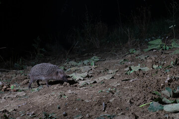 European Hedgehog (Erinaceus europaeus) Walking Near Fallen Fig Leaves (Ficus carica) at Night, Abruzzo, Italy © vinx83