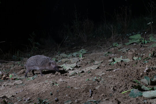 European Hedgehog (Erinaceus europaeus) Walking Near Fallen Fig Leaves (Ficus carica) at Night, Abruzzo, Italy