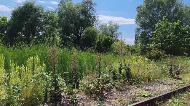 Old abandoned railway tracks overgrown with tall weeds and wild plants on a sunny summer day. Nature reclaiming man-made structure