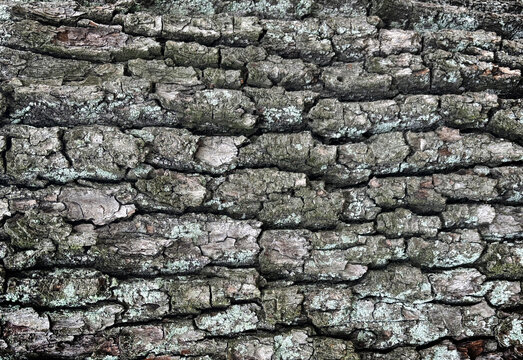Old bark tree texture. Natural wood surface pattern, old tree skin