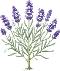 Obraz premium Detailed botanical illustration of a purple lavender bush with green leaves and stems isolated on white