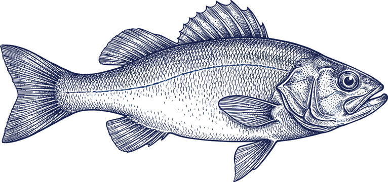 Detailed blue engraving style vector illustration of a fish on a white background