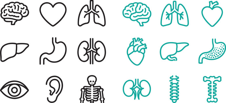 Human anatomy organ icons set with brain heart lungs liver stomach kidneys eye ear and skeleton in linear style