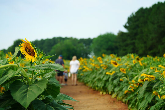 A family enjoys the summer sunflower field at Dix Park near downtown Raleigh, North Carolina