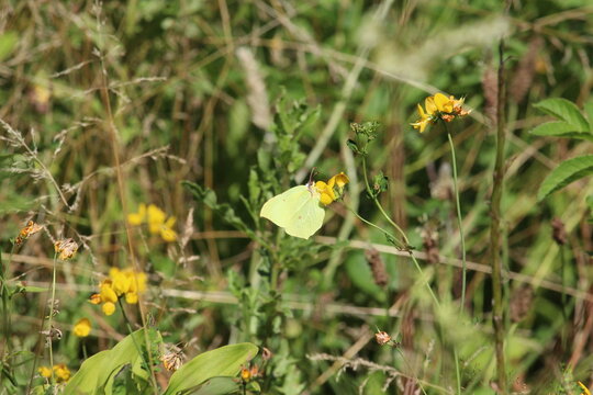 Brimstone butterfly resting on bright yellow bird's-foot trefoil wildflowers in a summer meadow