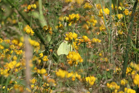 Brimstone butterfly resting on bright yellow bird's-foot trefoil wildflowers in a summer meadow