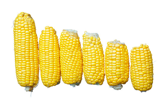 A high-angle studio shot of six peeled raw sweet corn cobs arranged horizontally in a line from largest to smallest. The vibrant golden kernels are perfectly isolated on a pure white background, makin