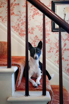 Egyptian Pharaoh Hound on Staircase