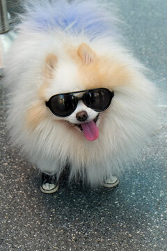 Pomeranian Wearing Sunglasses and Booties