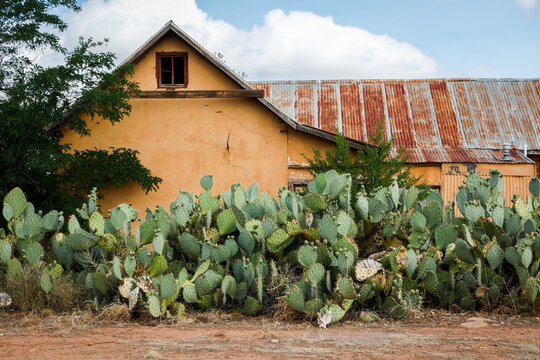  Adobe Building with Prickly Pear Cactus
