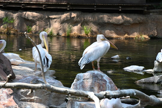 great white pelican in zoo enclosure, great white pelican standing in a zoo enclosure. large water bird with long beak and throat pouch, photographed in a wildlife conservation and educational environ