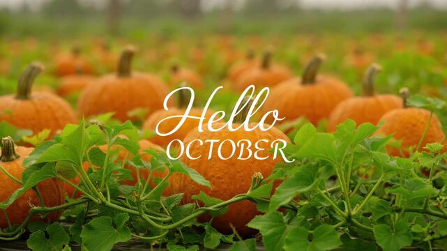 Pumpkin patch in autumn with vibrant orange pumpkins and green vines
