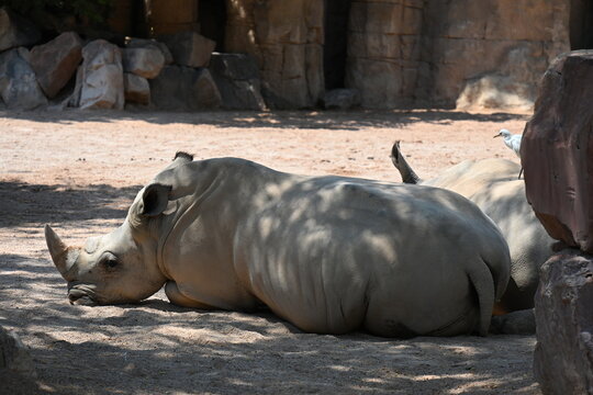 white rhinoceros resting with cattle egrets in zoo, white rhinoceros resting on sandy ground with cattle egrets nearby in a modern zoo habitat. endangered african wildlife, conservation and animal beh